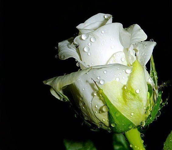 {{ THE  LAST  WALZ }{  Ostatni walc }}