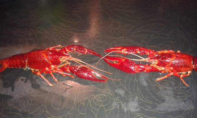 Nie żałuję niczego