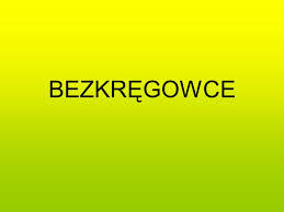 Bezkręgowce