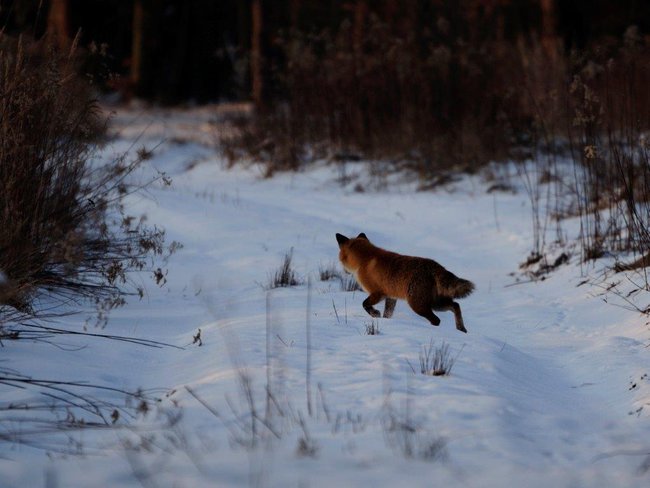 ZIma w lasach Nadleśnictwa Toruń