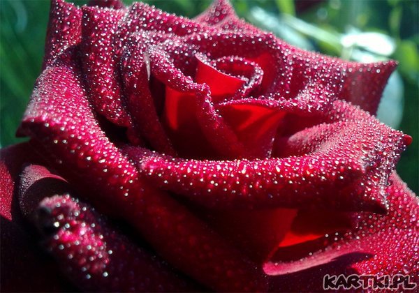 Walentynka dla przyjaciół