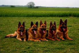 Owczarki Niemieckie :)