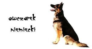 Owczarki Niemiecki