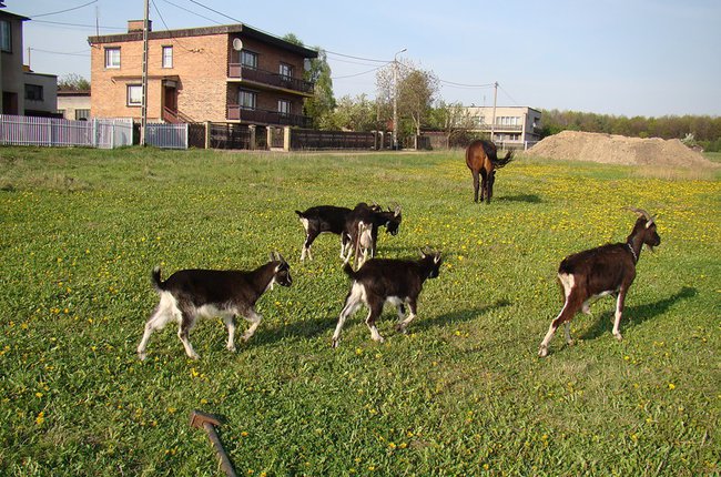 Kozy i konie na łące w Jaśkowicach.