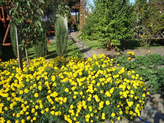 Dla Kochanej Irenki w Dniu Urodzin