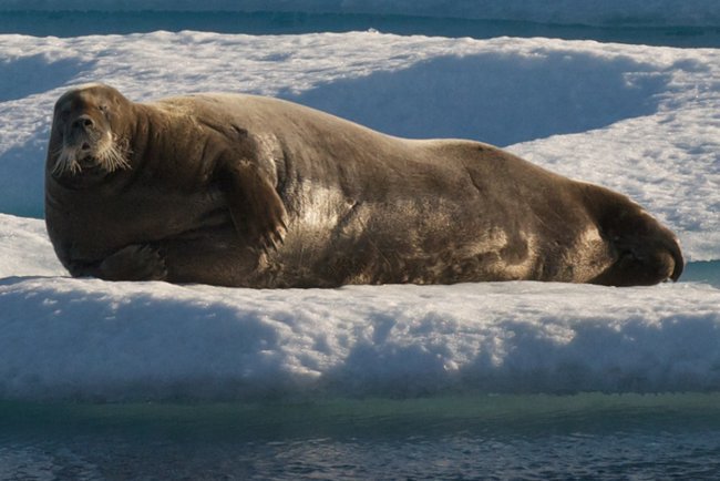 falna i flora arktyczna