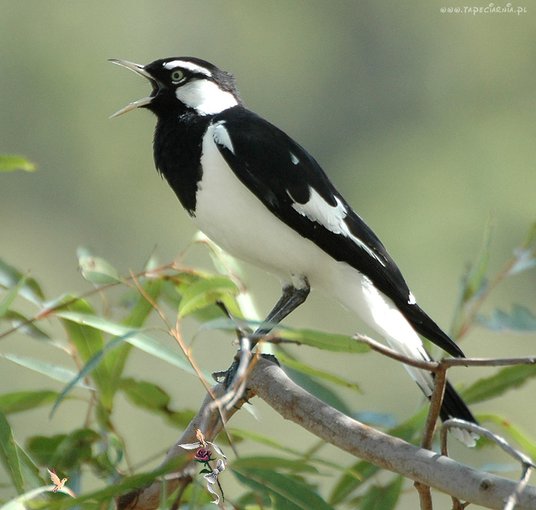 Urodzinki...będzie się działo...