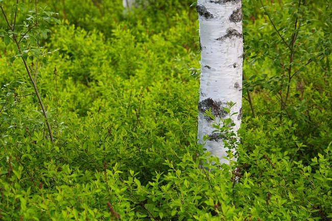 Wiosenne pozdrowienia....Irmin