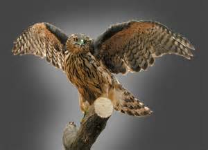 MIESZKAŃCY WARSTW LASU