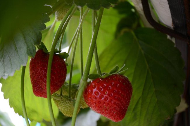 Słonko ma bardzo piękne zwyczaje, mówi dzień dobry jak rano wstaje - a ja Ci mówię dzień dobry złotko, ściskam cieplutko, całuję słodko!