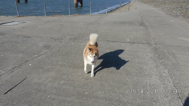 URLAB AN  NORDSEE 2015