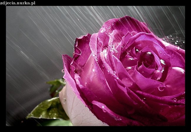 A Więc Nie Chce Cię...