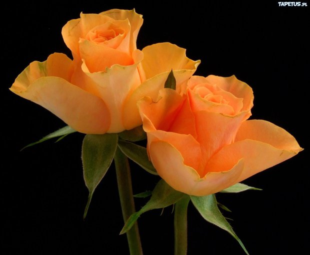 BUKIET RÓŻ DLA CIEBIE - JAROSŁAW A