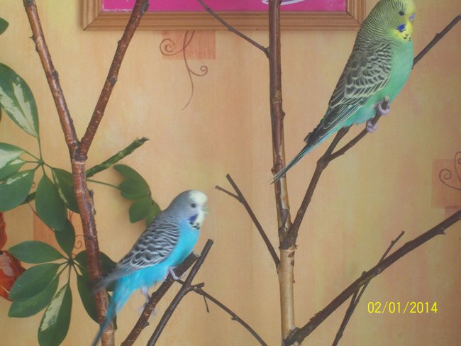 papugi  ANETA  JANIAK I  JA