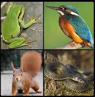 Zwierzęta objęte ochroną ścisłą w Polsce.