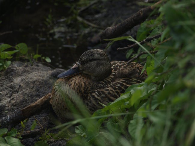 MAJOWA NIESPODZIANKA