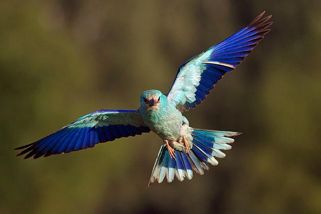 Marzenia (una paloma blanca)
