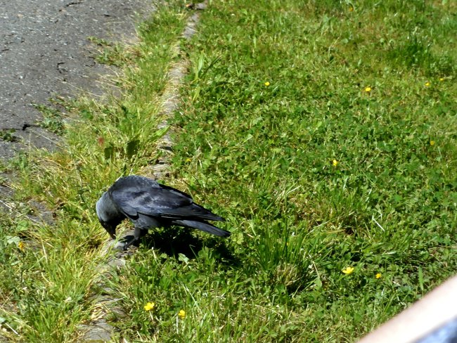 STRUMUK - i jego gwiazdy i gwiazdeczki