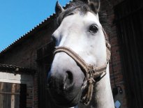 Mój kucyk - Hunter.