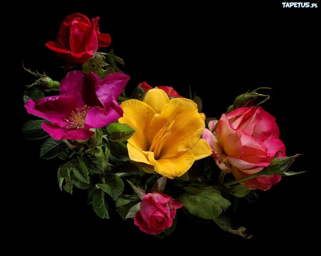 Ty Panie  - Edyta Geppert