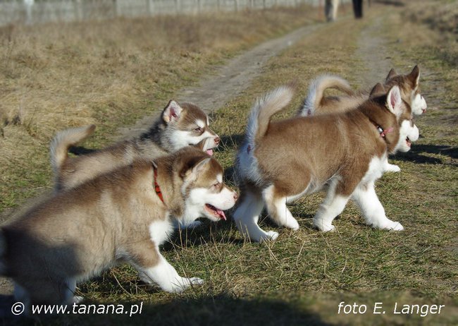 Alaskan Malamute TANANA,
