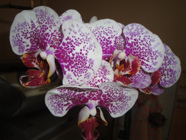 Tajemnicze,zadziwiajace,piekne.......tak jak miłość