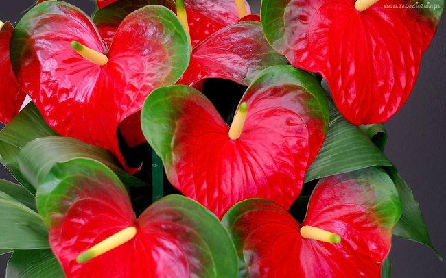 Dla Mojej Kochanej Mamy !!!