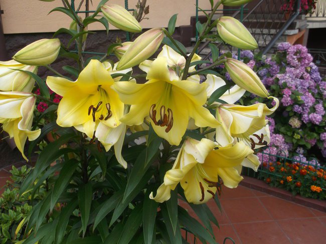 LATO W MOIM OGRODZIE.....