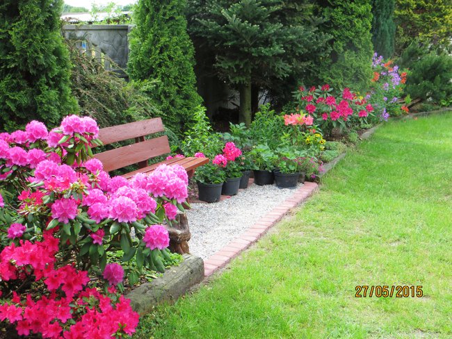 Moje Małe Arboretum Cz. I