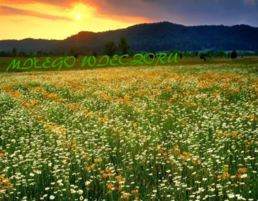 MIŁEGO WIECZORU ŻYCZĘ