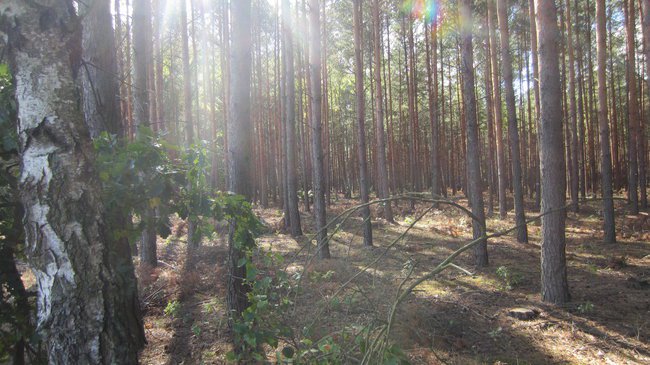 Niedzielny wypad do lasu.....grzybów jadalnych nie było,ale był miły spacer,który dał dużo energii.