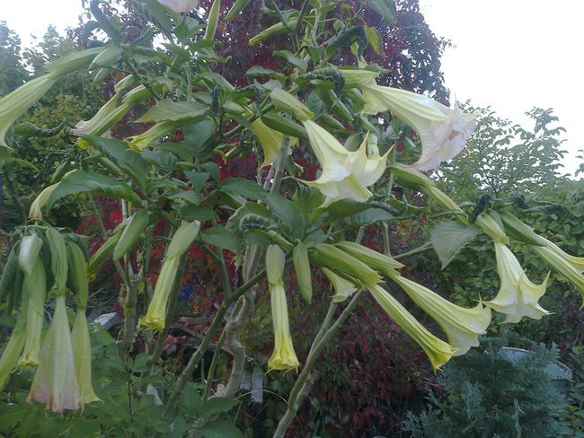 Jesień w moim ogrodzie