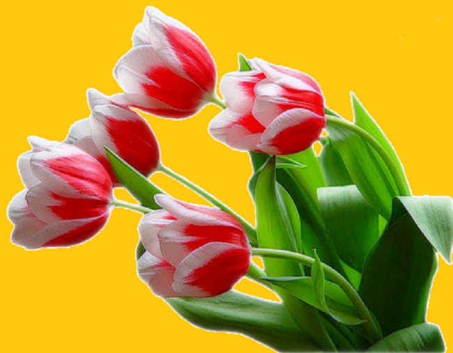 Kochanej Wiesi w dniu Urodzin