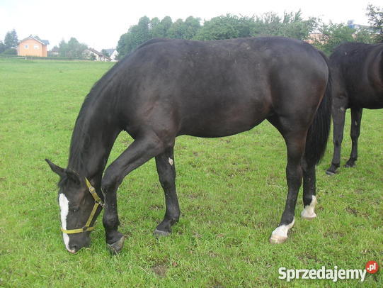 Piękne konie..najpiękniejsze zwierzęta w galopie z rozwianą grzywą :)))))