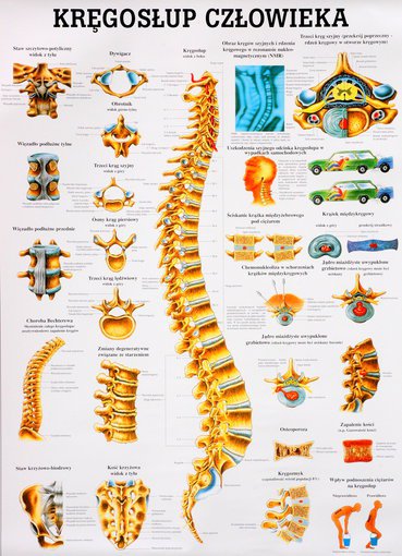 Jaki Lekarz Leczy Kręgosłup Warszawa http://www.informacjamedyczna.mazowsze.pl Warszawa  Telefon 22 6100673