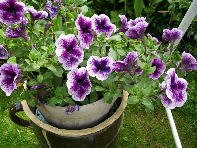 W Dniu Imienin dla Ksiedza Janusza