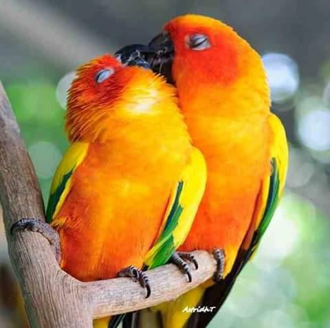 RESTEURACJA POD PAPUGAMI