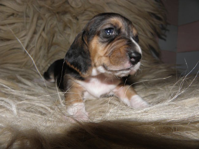 Basset Artesien Normand - Puppies