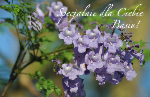 PRZYJACIÓŁCE BASIEŃCE