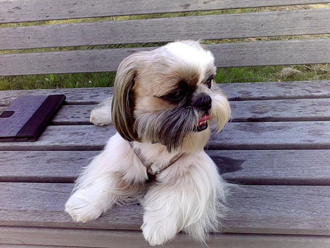 Boze Narodzenie dla Pako