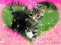 słodziutkie koteczki