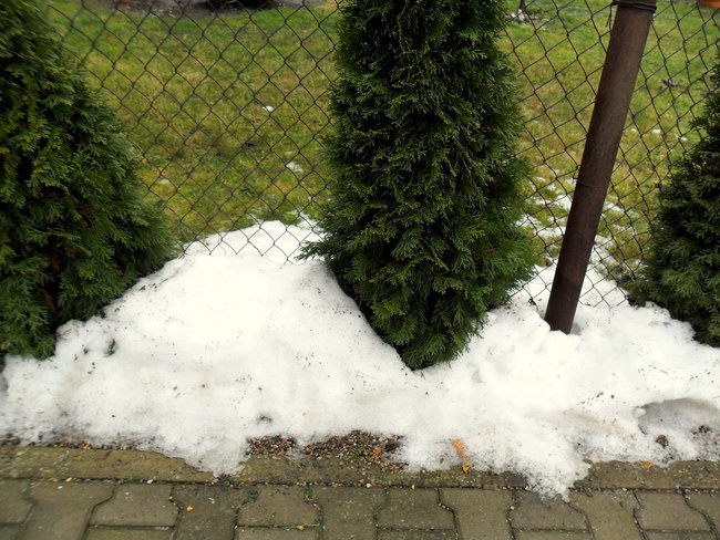 Karmienie dzikich  kaczek