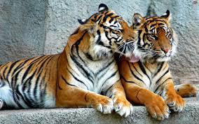 Tigers