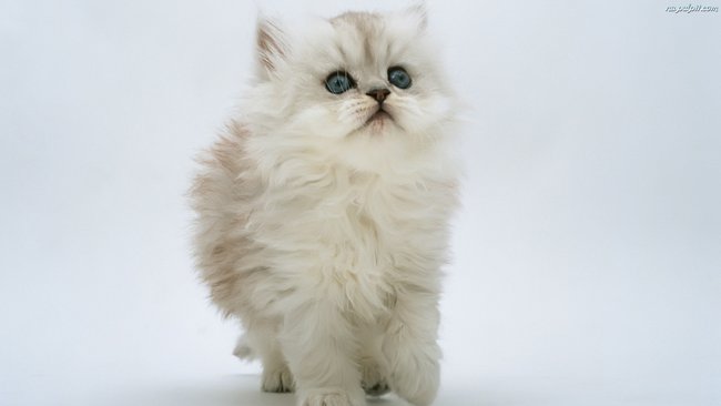 Zwierzęta hodowlane