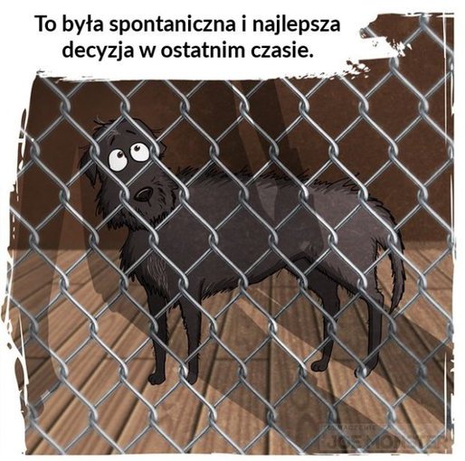 Historia adopcji psiaka ze Schroniska.