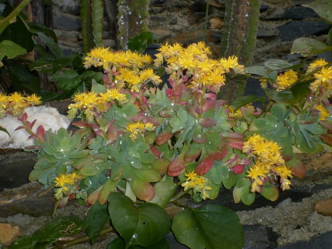 Wiosenka ,coraz bliżej....