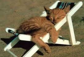 Kochamy kotki przedstawia: 