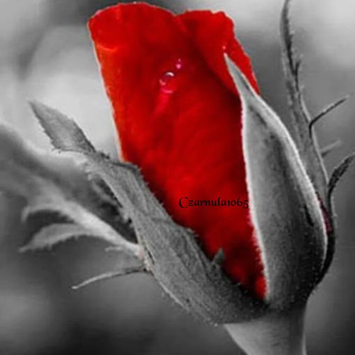 Co noc zrywasz dla mnie kwiaty, ale każdy poranek otwiera mi oczy, jak mam do Ciebie daleko..