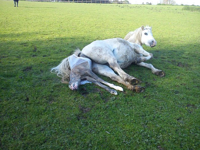 Mare giving birth