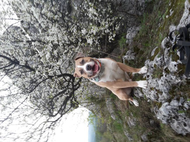 KRÓL LEON KWIAT WIŚNI